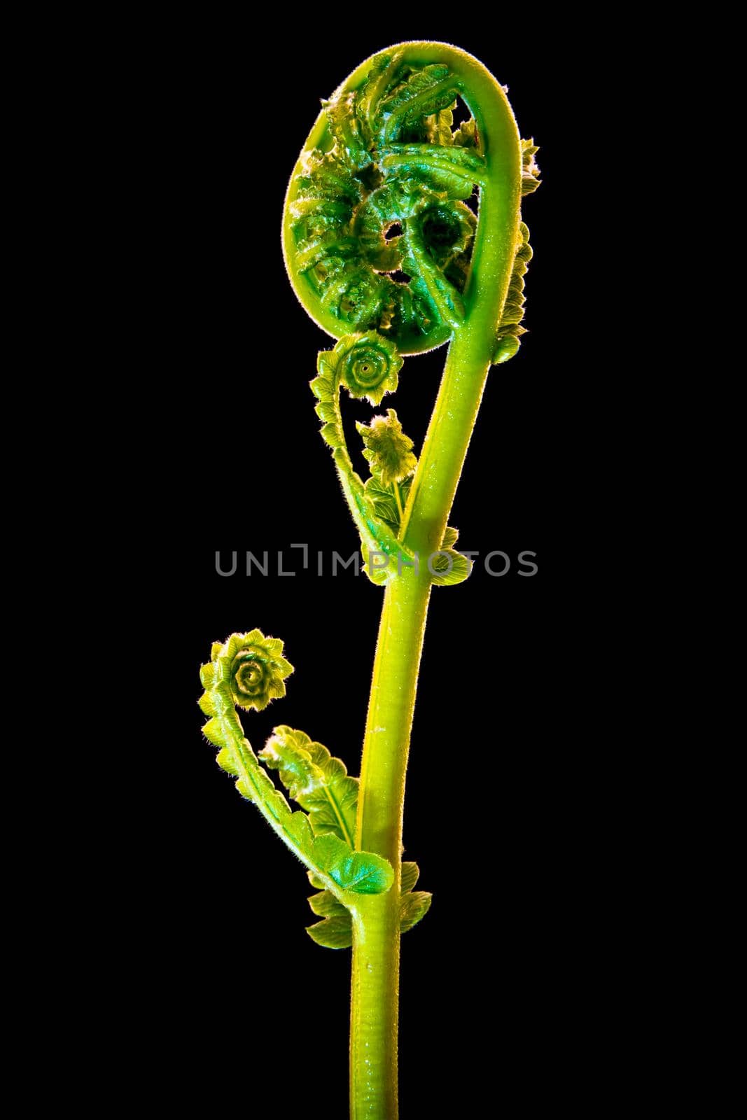 Freshness Green leaf of Fern on black background