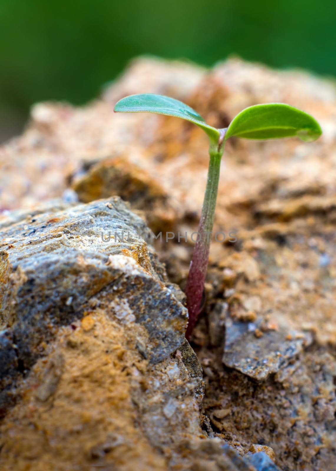 Young seeding sprout up rocky mountain soil by Satakorn