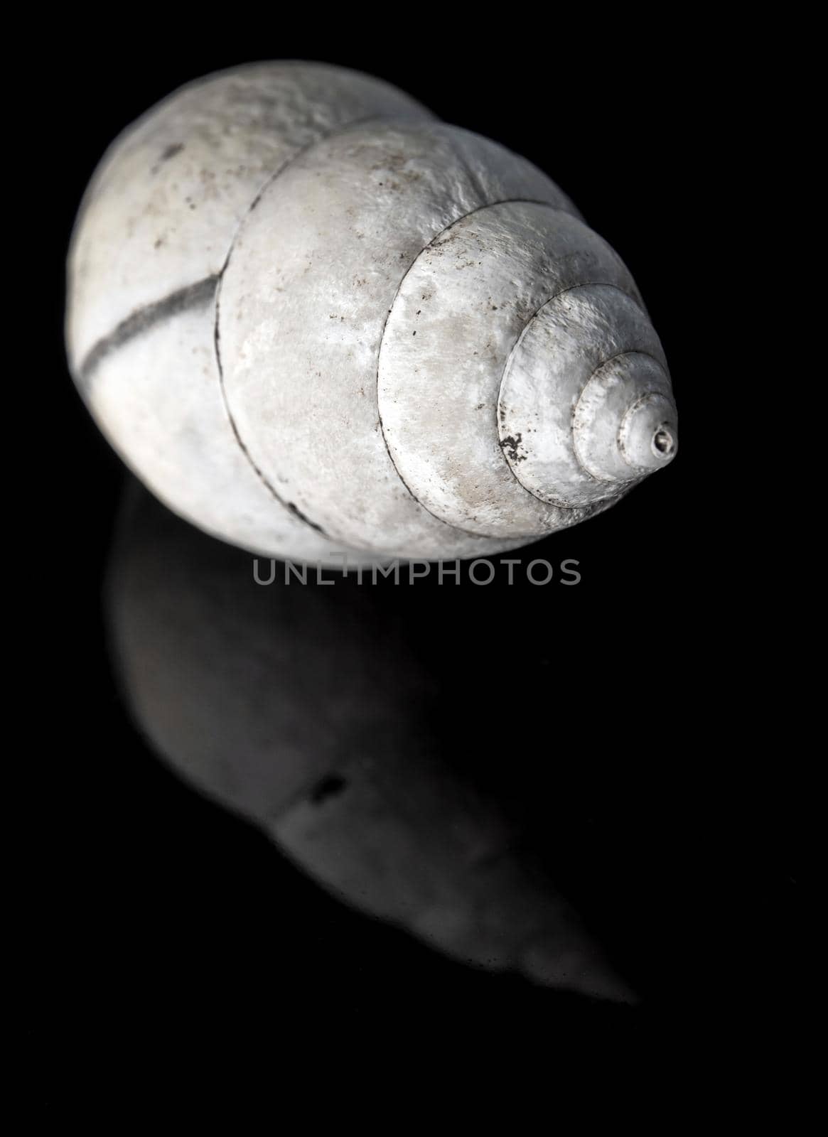 Fossil of Land snail shell on black background