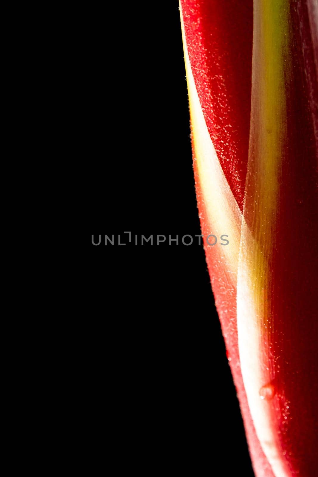 Hanging lobster claws flower in black background