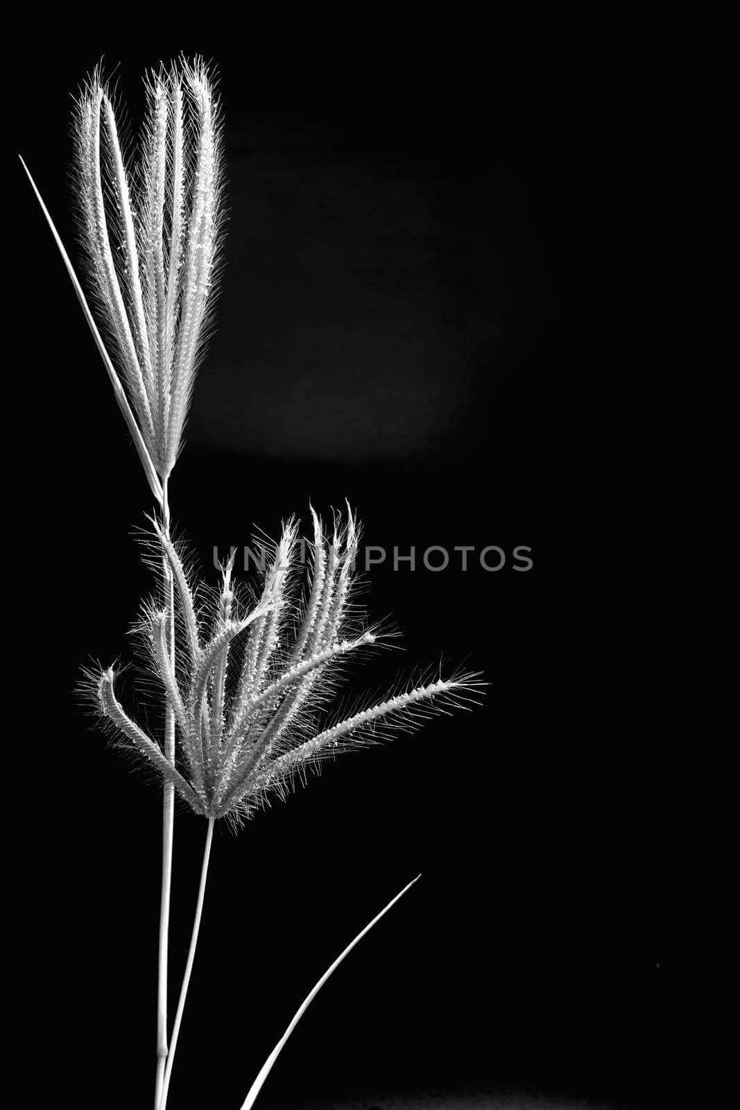 Flower of Swallen Finger grass in black background by Satakorn