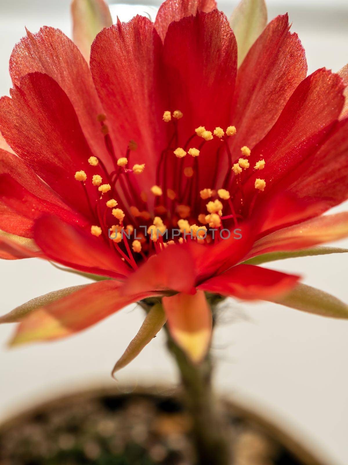 Red color delicate petal with fluffy hairy of Echinopsis Cactus flower on white background