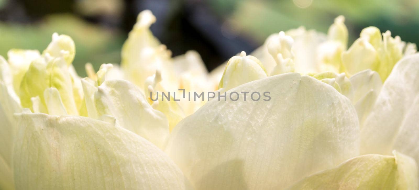 Detail of white lotus blossom flower by Satakorn
