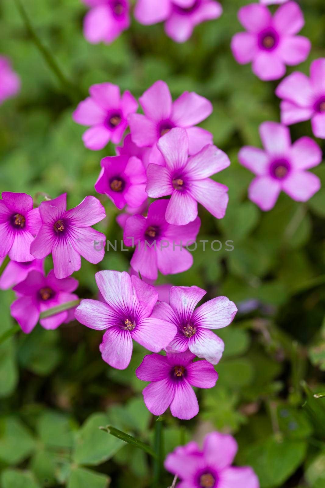 Purple flowers in the meadow at spring by pippocarlot