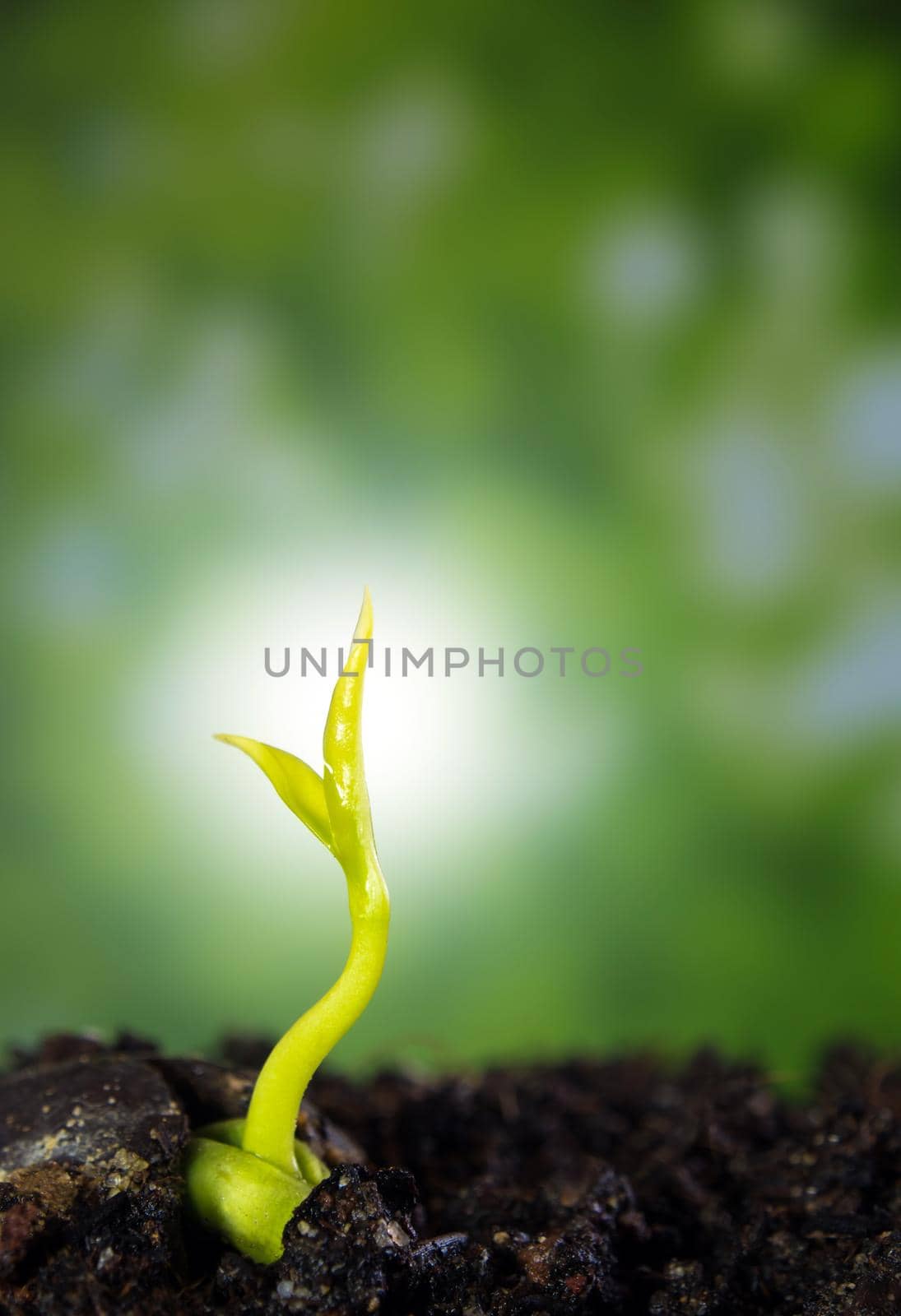 Bud leaves of young plant seedling in forest by Satakorn