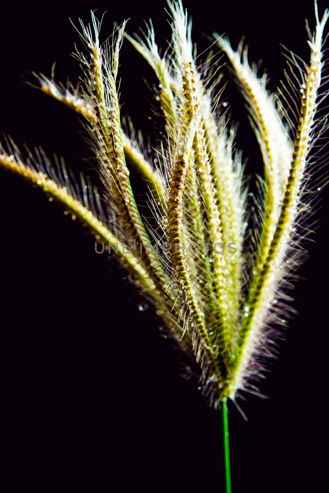 Flower of Swallen Finger grass in black background