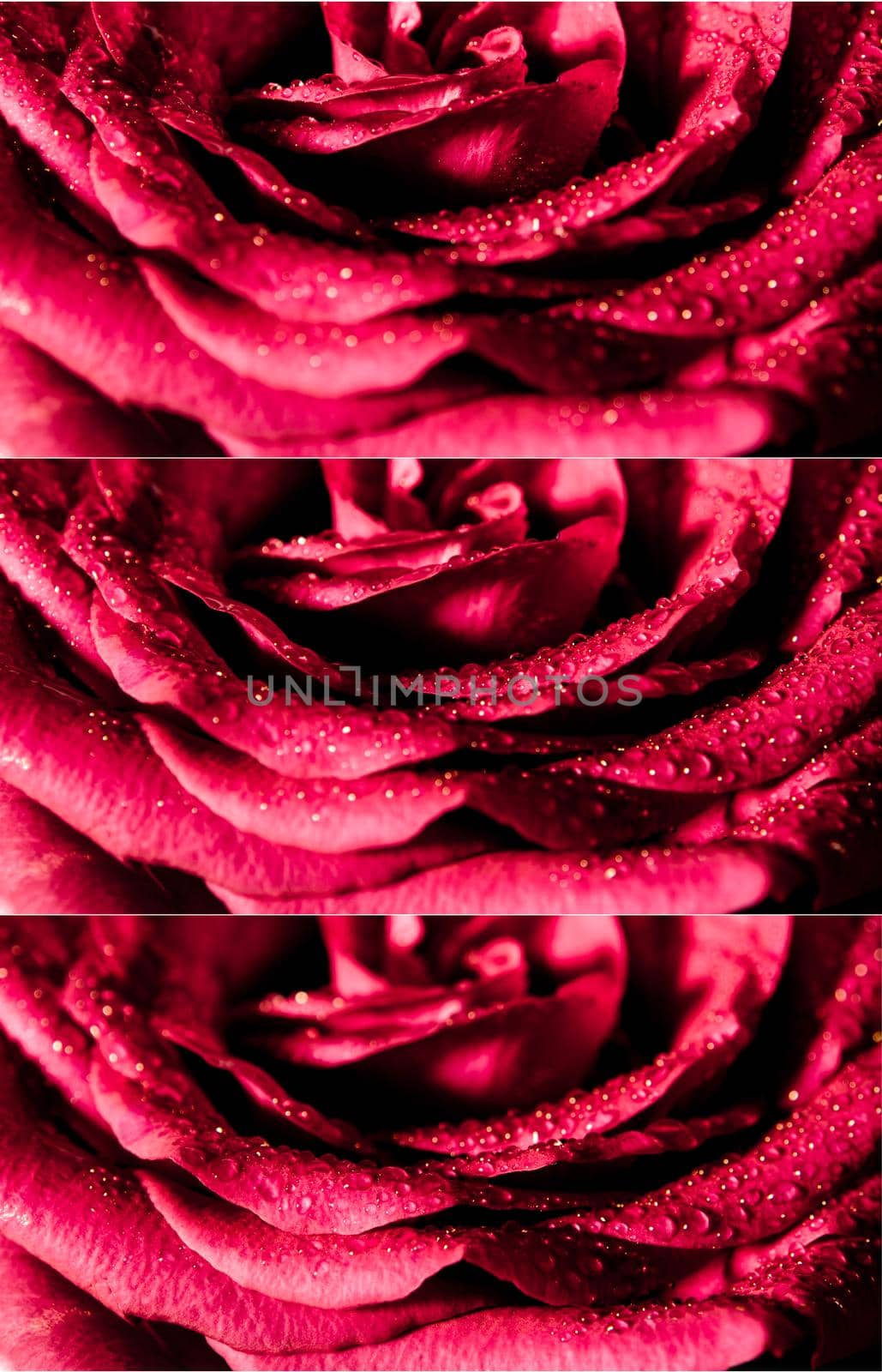 Close up beautiful red rose with water drops on petals, Vivid color natural floral background, selected focus