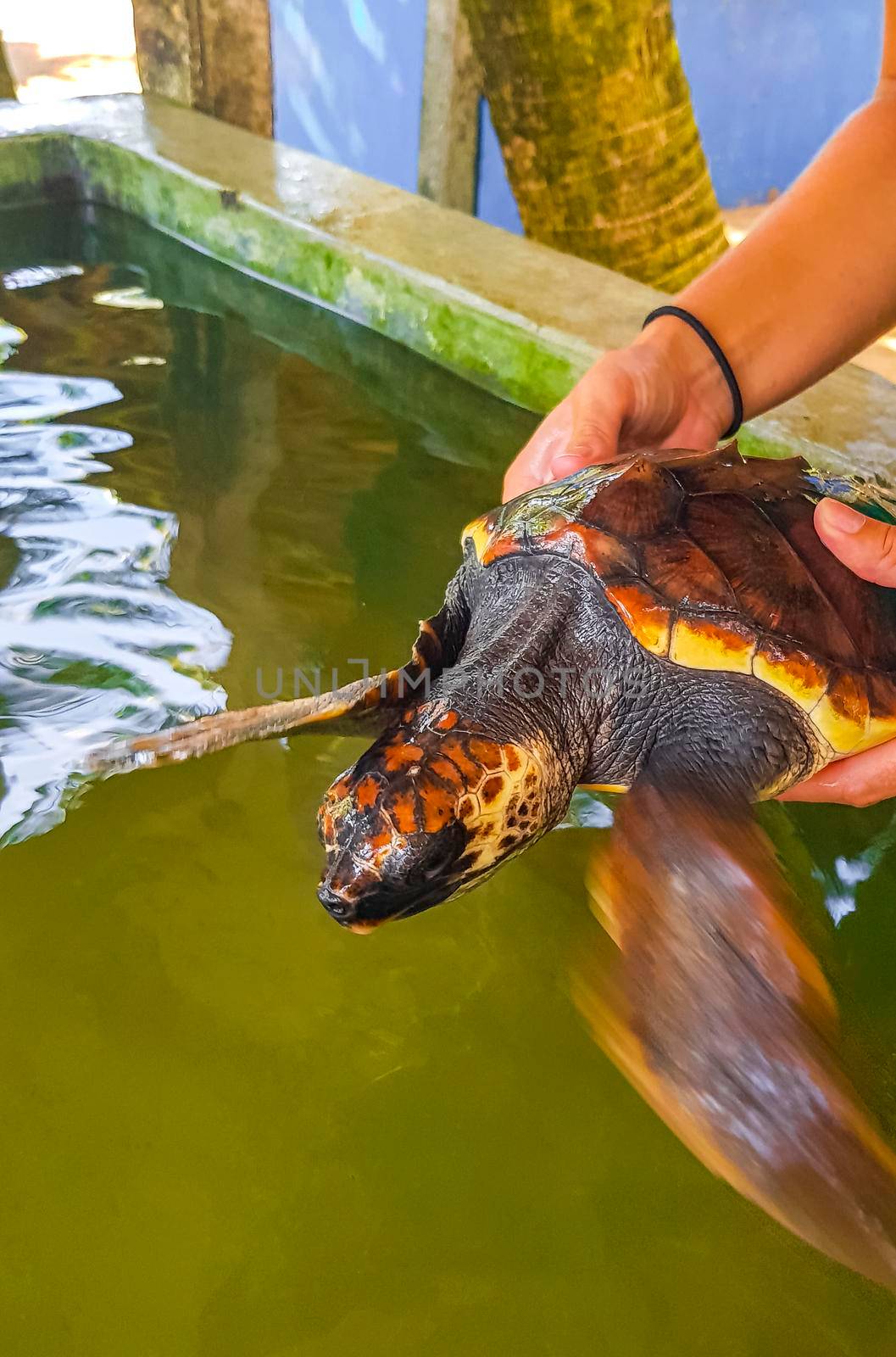 Man holds green sea turtle hawksbill turtle loggerhead sea turtle. by Arkadij