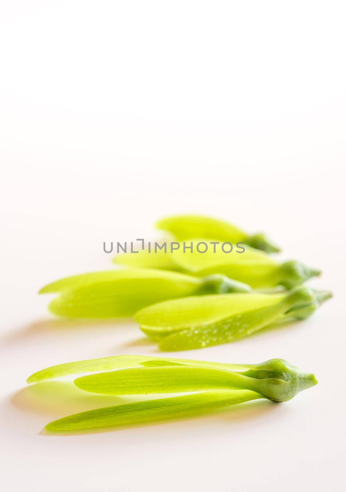 Young seed with fragile wing of White Meranti (Shorea roxburghii) fall on white background