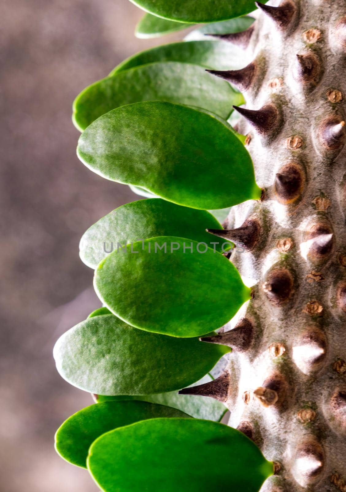 Alluaudia Procera Beautiful cactus tree with white spike and green leaves in shape of an ellipse