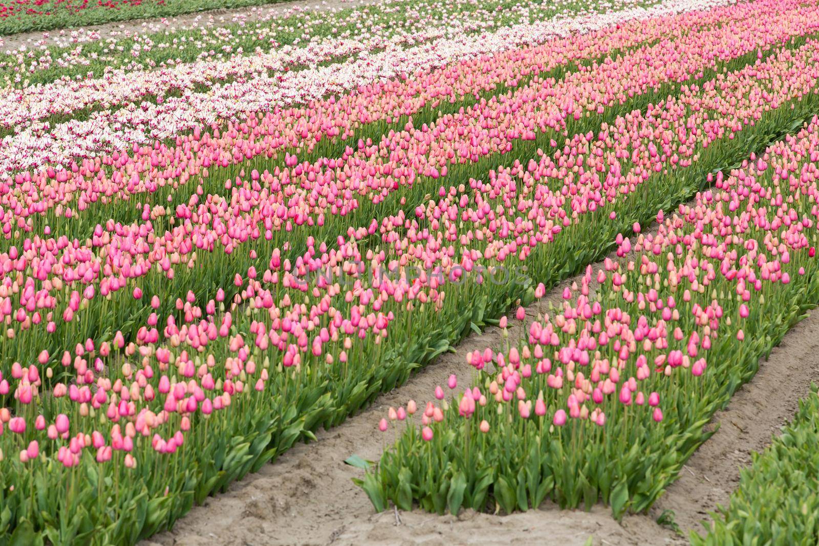 Field of tulips by Kartouchken