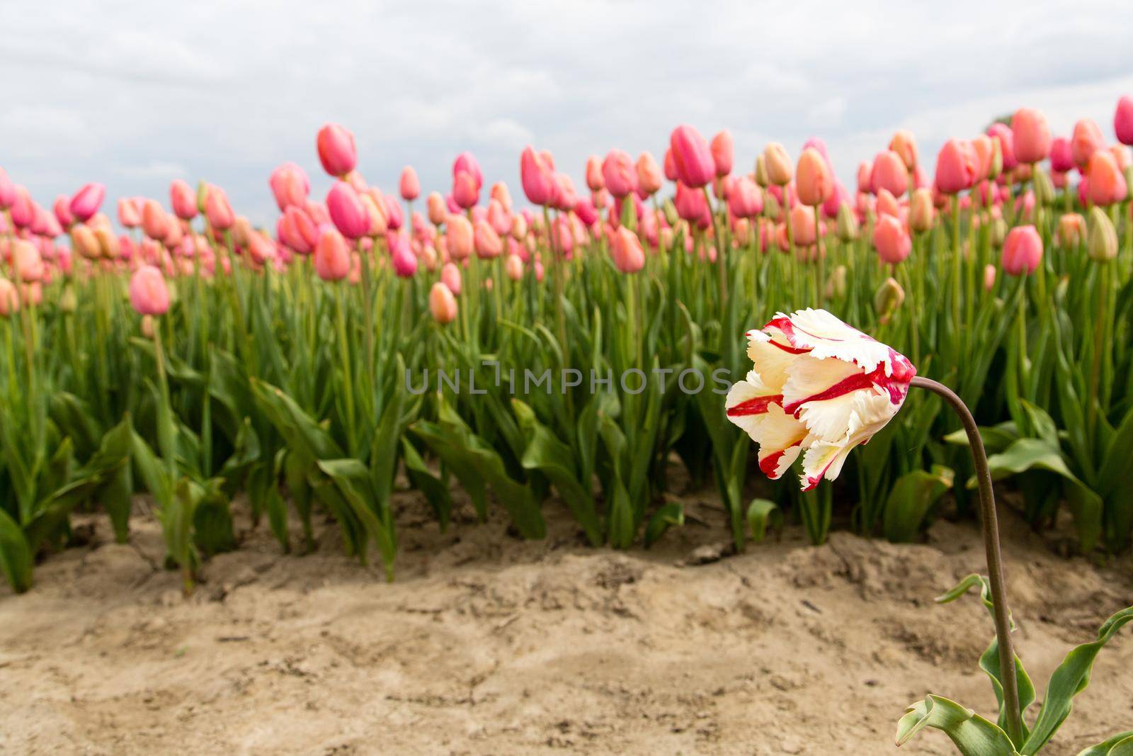 Colorful field of tulips in the Netherlands