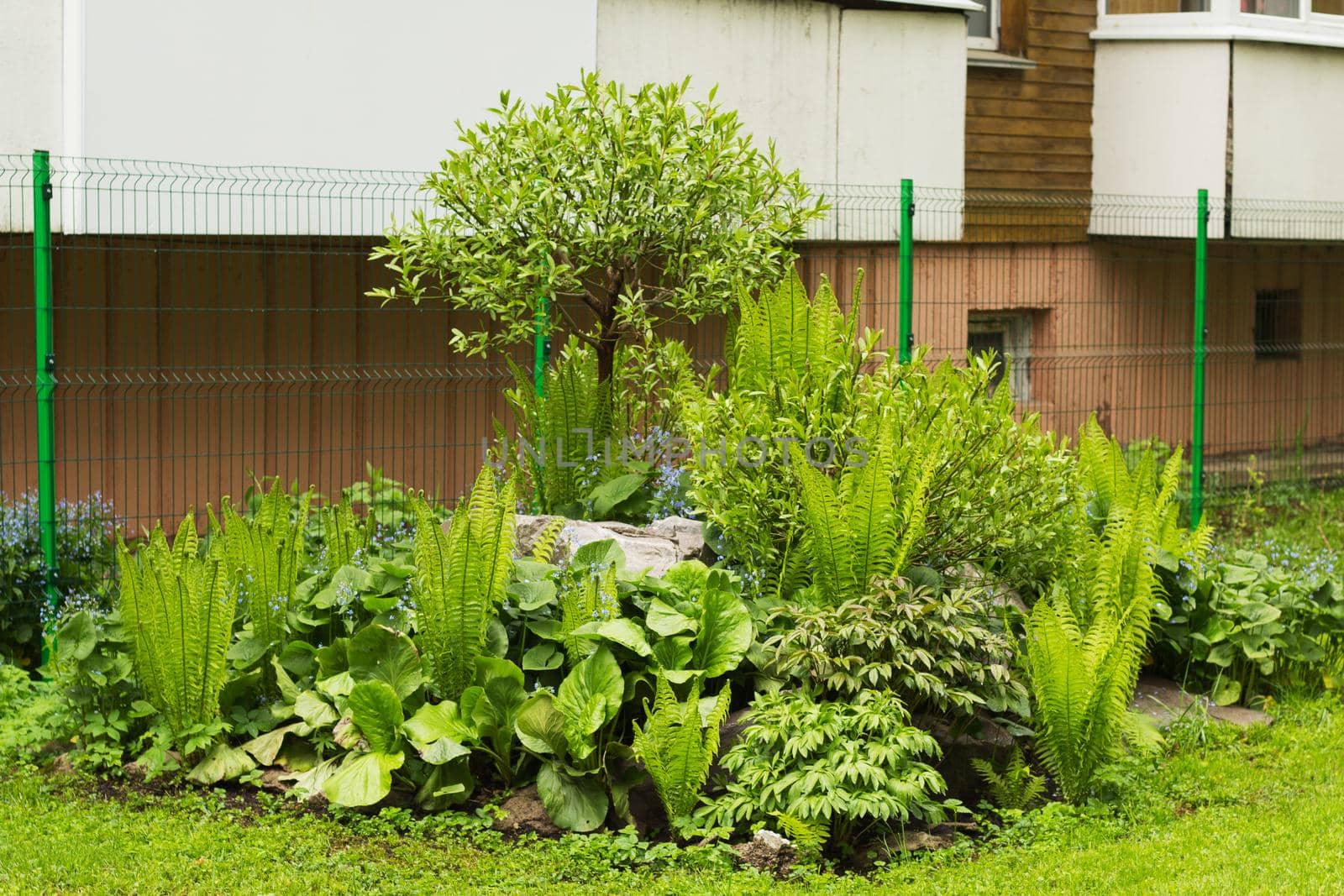 beautiful well-groomed lawn with plants near the house. landscape design