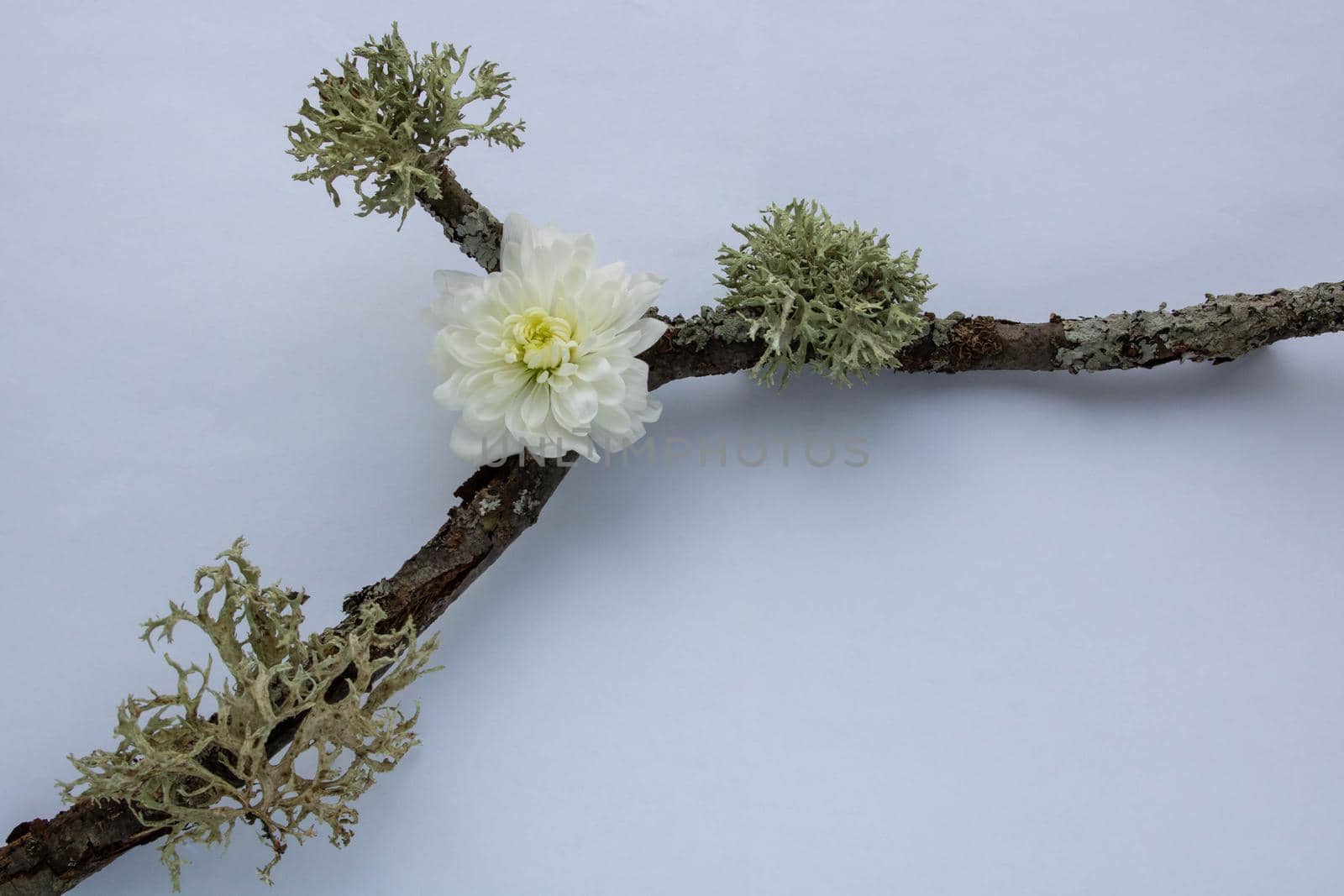 dry branch, moss and white chrysanthemum on a white background by lapushka62