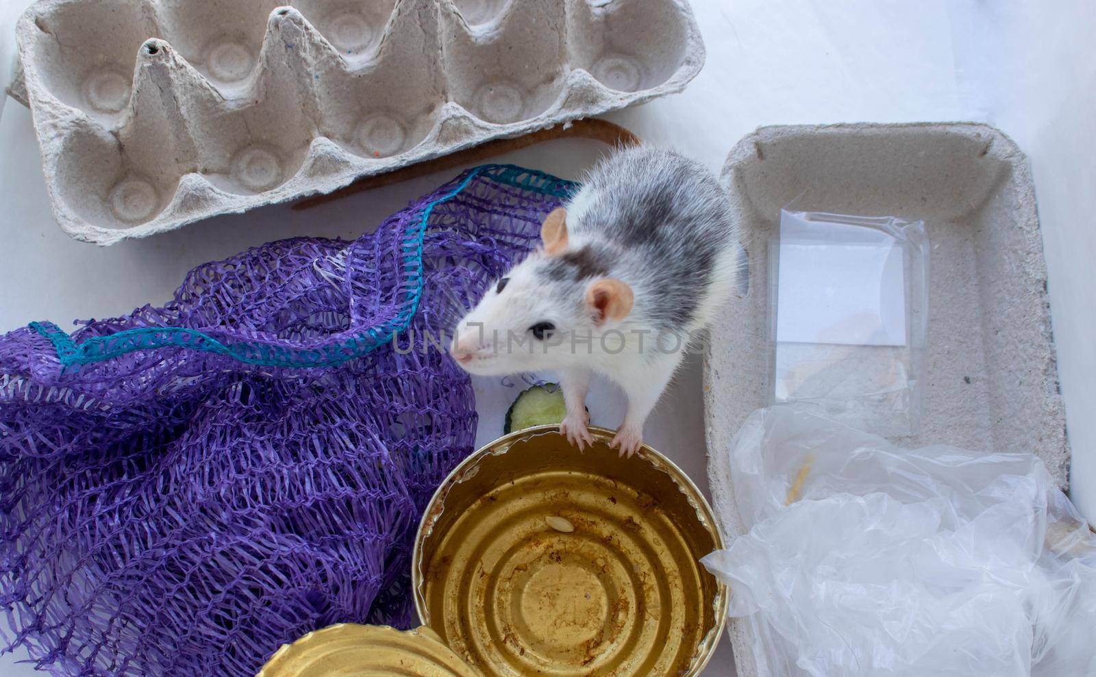 A rat crawls through the garbage.World ecology.Sorting of garbage.Environmental protection by lapushka62