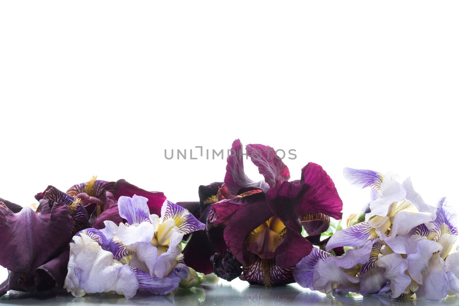bouquet of beautiful blooming iris flowers isolated on white background