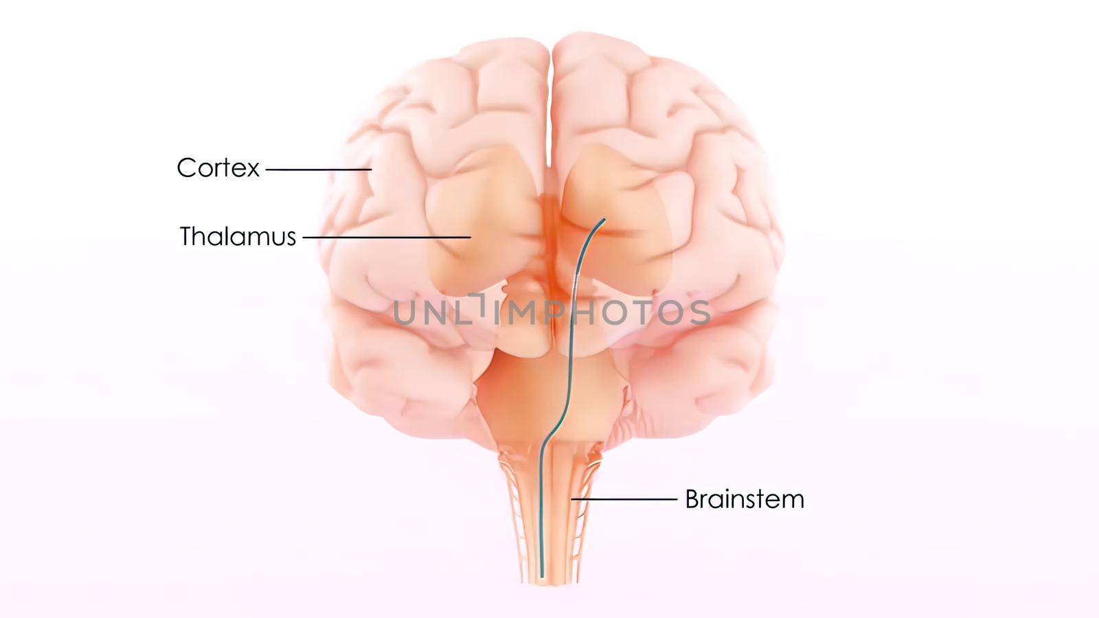 Central Organ of Human Nervous System Brain Anatomy 3D illustration