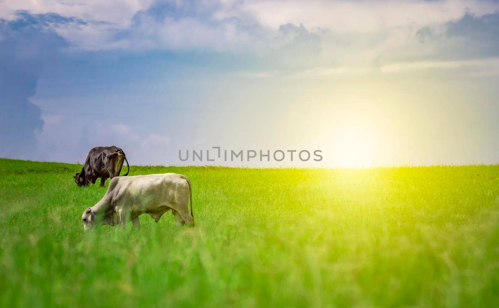 Two cows in the field eating grass, Several cows in a green field with blue sky and copy space, A green field with two cows eating grass and beautiful blue sky