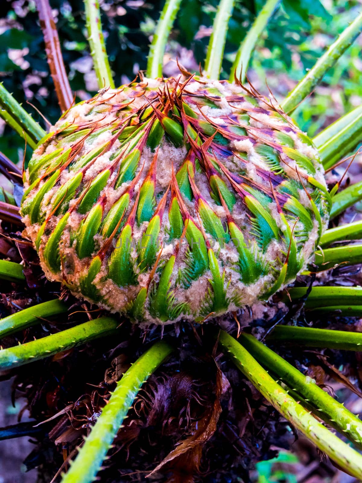 Female cone of Cycas siamensis Miq, The unisexual plant