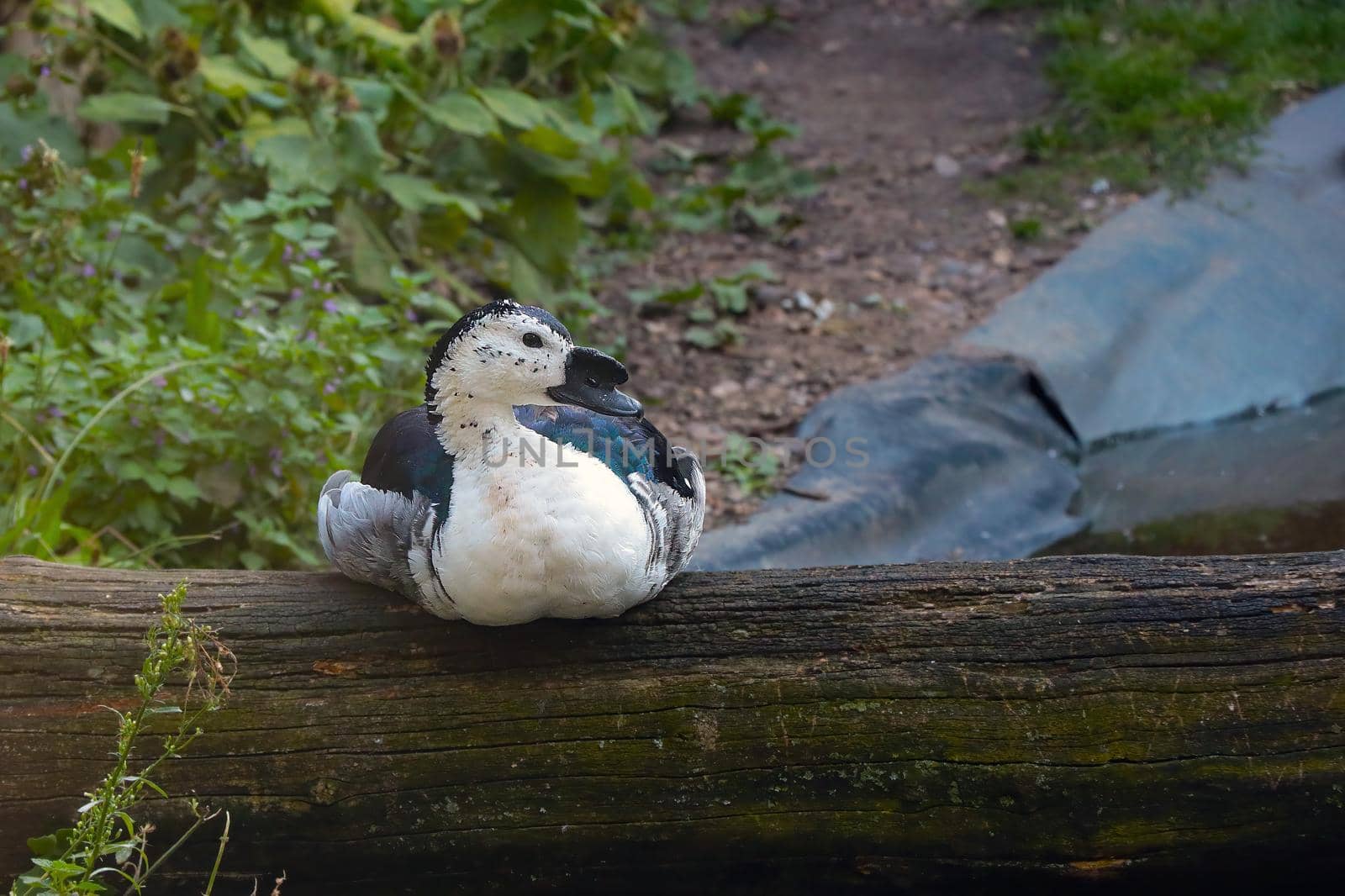 A beautiful duck sits on a tree in the park. Wild bird. by kip02kas