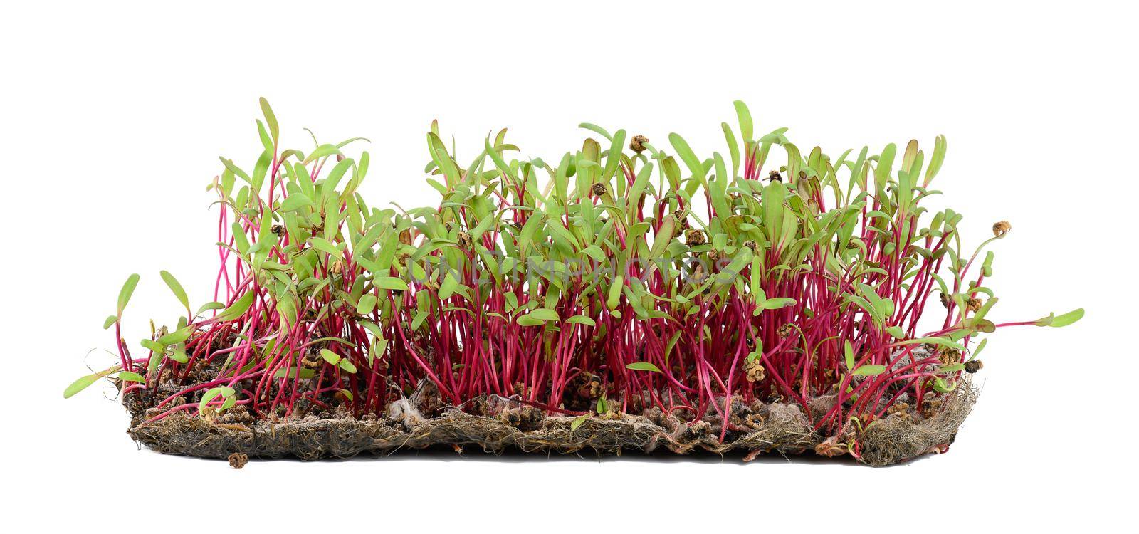 Red beetroot, fresh sprouts and young leaves front view on a white background. Vegetable, herbal and microgreen. by ndanko