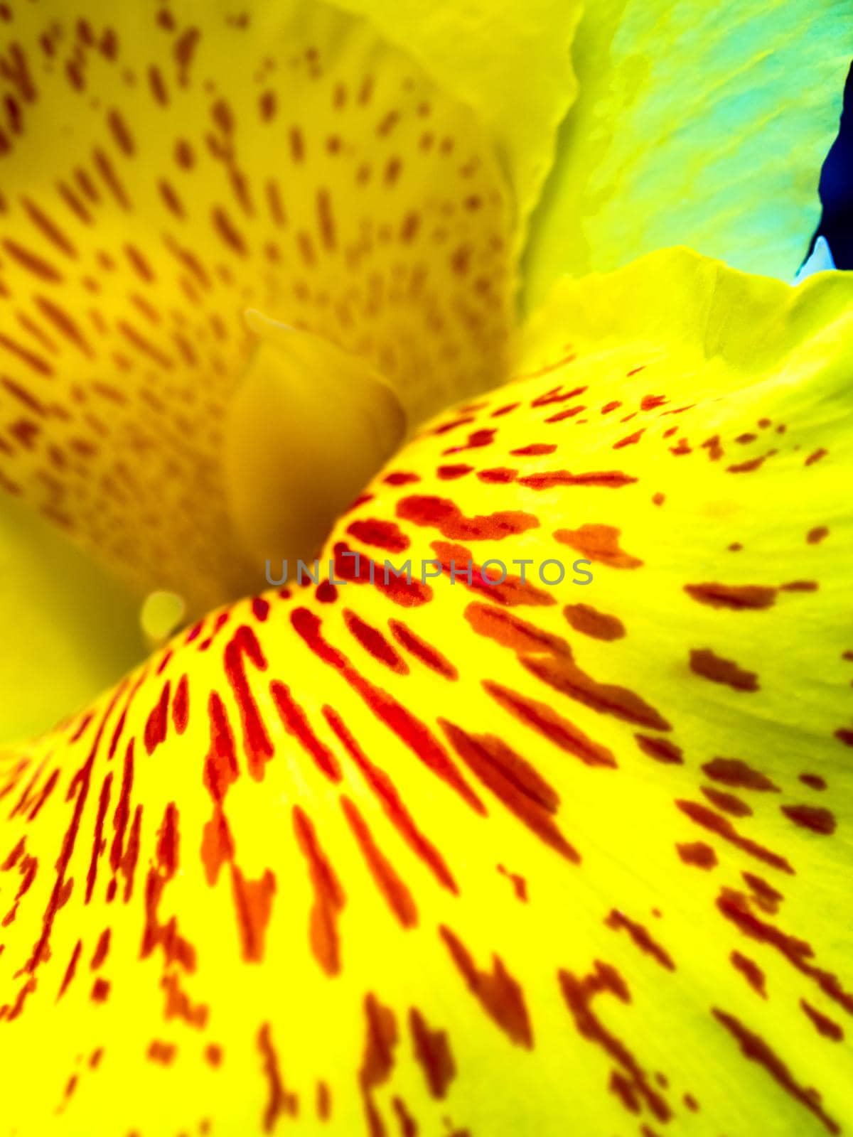 Fresh flower red spots on bright yellow petals, Vivid color and fragile petal of Canna indica, Tropical plant