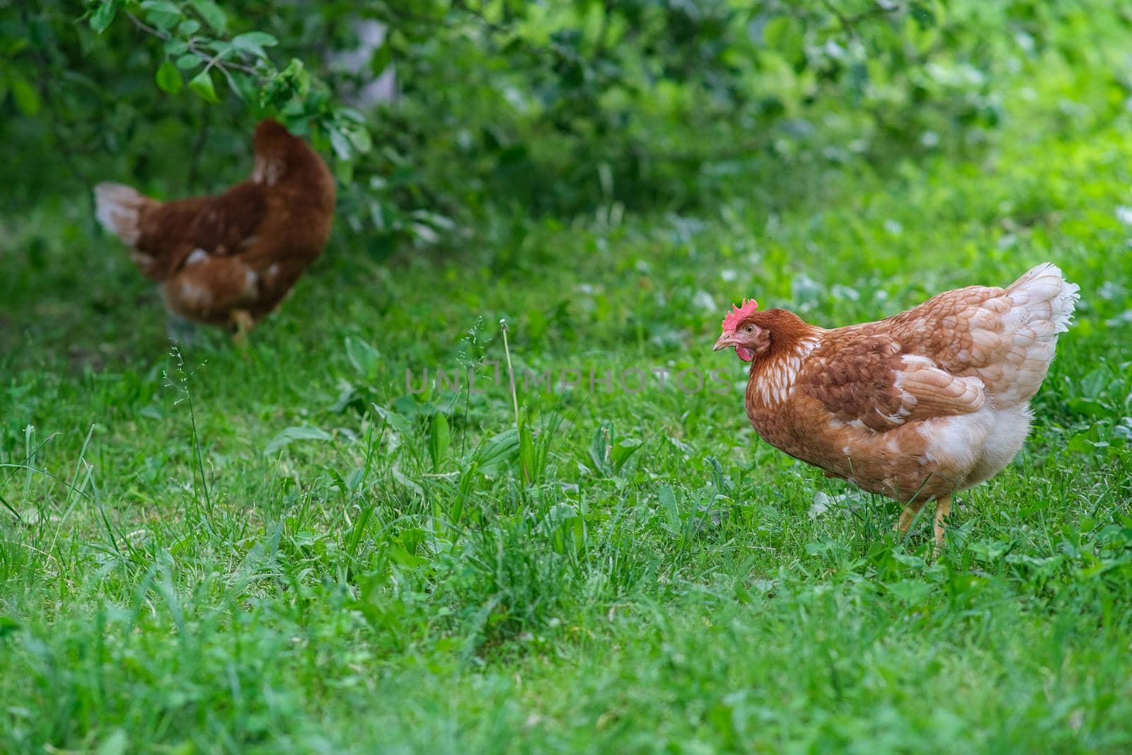 A red hen grazes in the green grass. Raising poultry. Chickens in the garden.