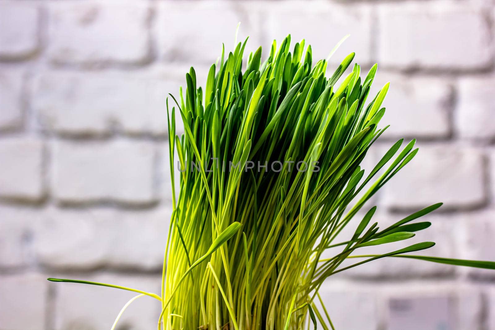 Green cat grass with dew drops grows in a ceramic flower pot in macro. Oat grass plant in terracotta pot. Selective focus on individual blades of grass. Blurred image by Milanchikov