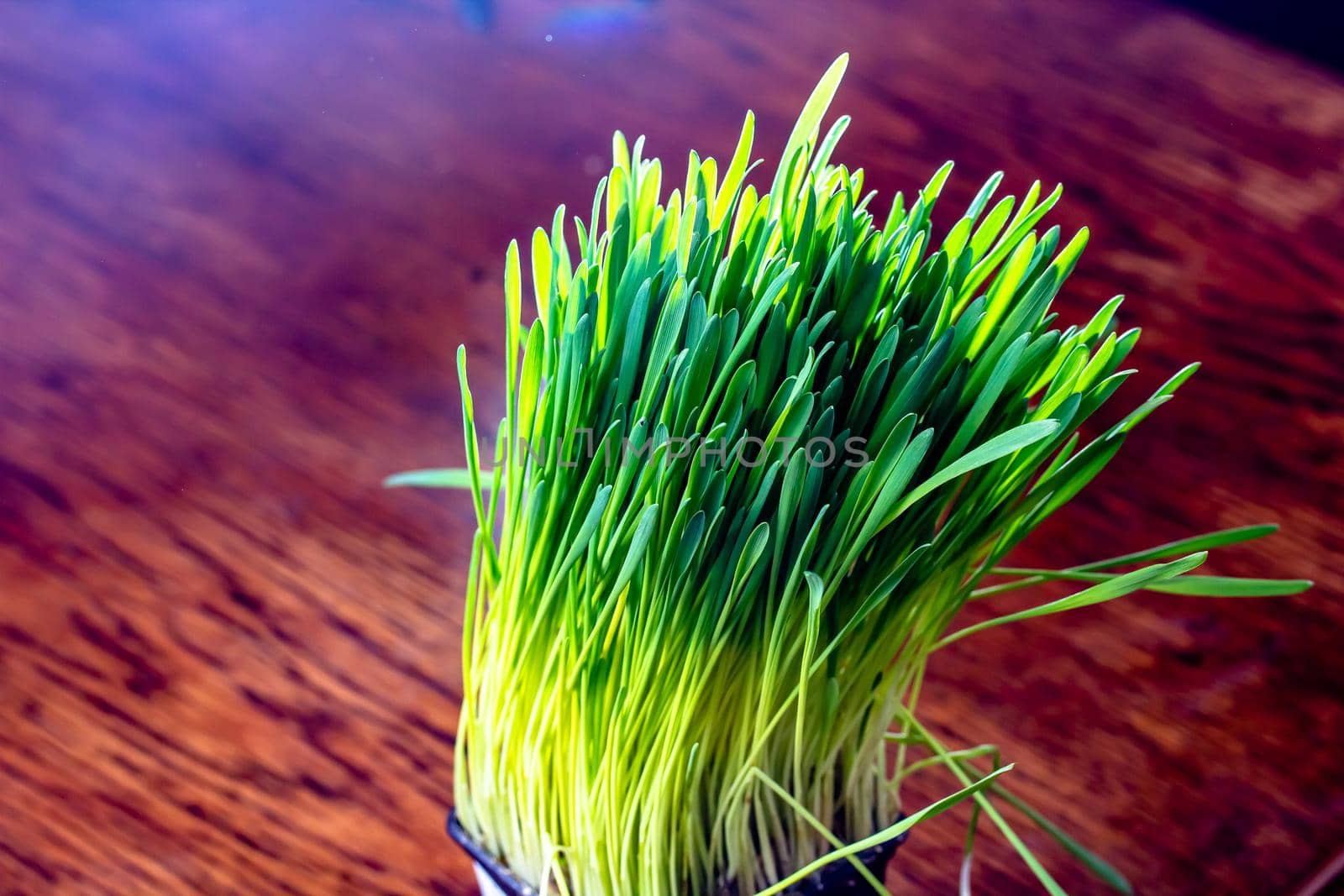 Green cat grass with dew drops grows in a ceramic flower pot in macro. Oat grass plant in terracotta pot. Selective focus on individual blades of grass. Blurred image by Milanchikov