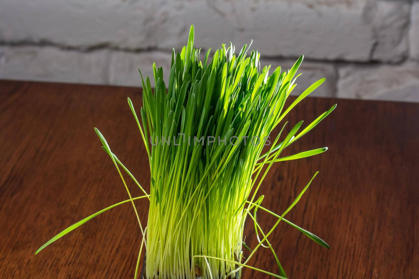 Green cat grass with dew drops grows in a ceramic flower pot in macro. Oat grass plant in terracotta pot. Selective focus on individual blades of grass. Blurred image.