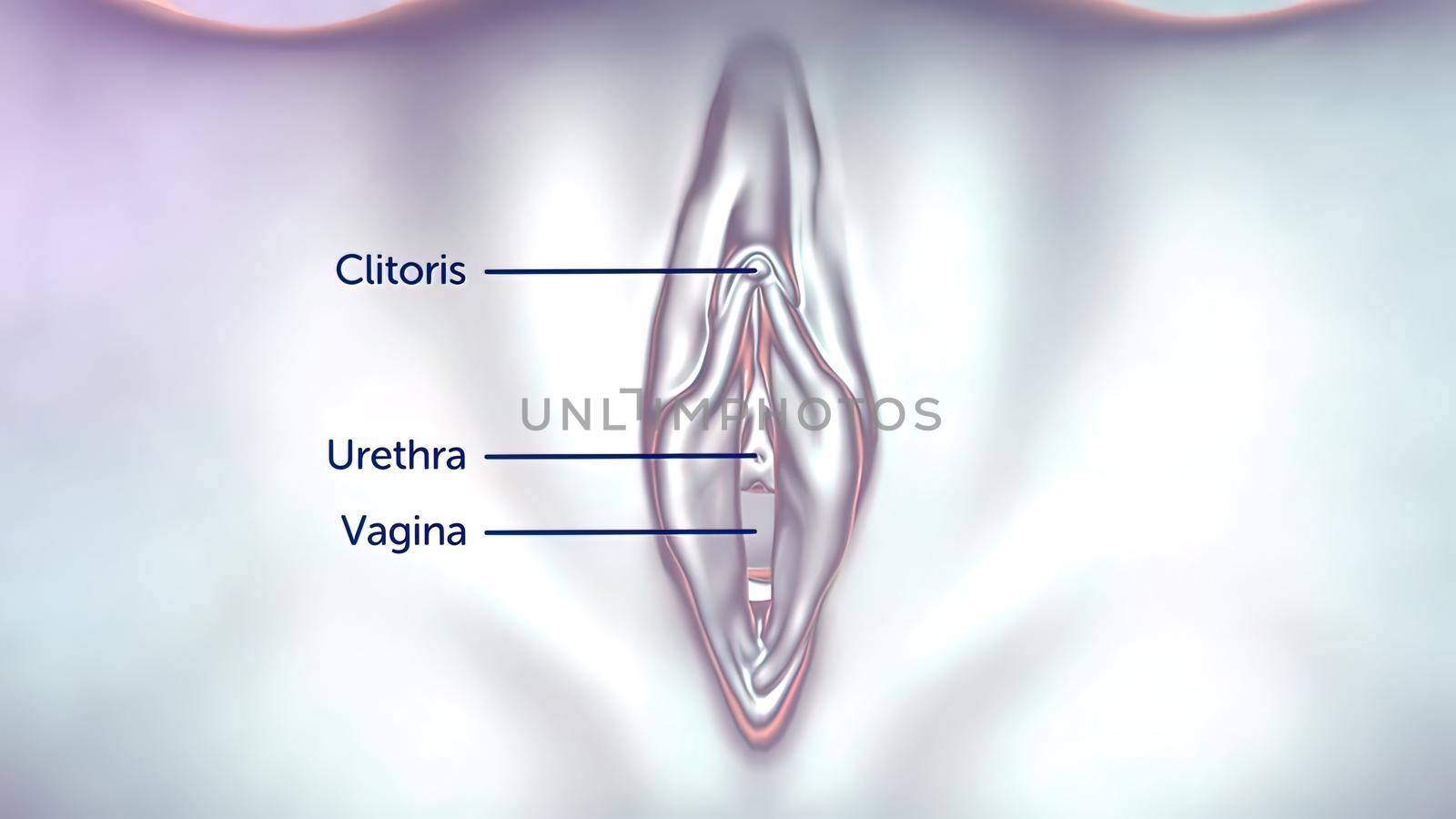 3D illustration Female reproductive organ anatomy. Uterus by creativepic