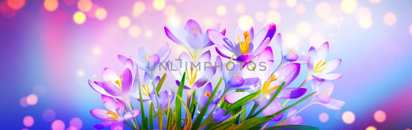 Blooming purple crocus flowers in a soft focus on a sunny spring day by Taut