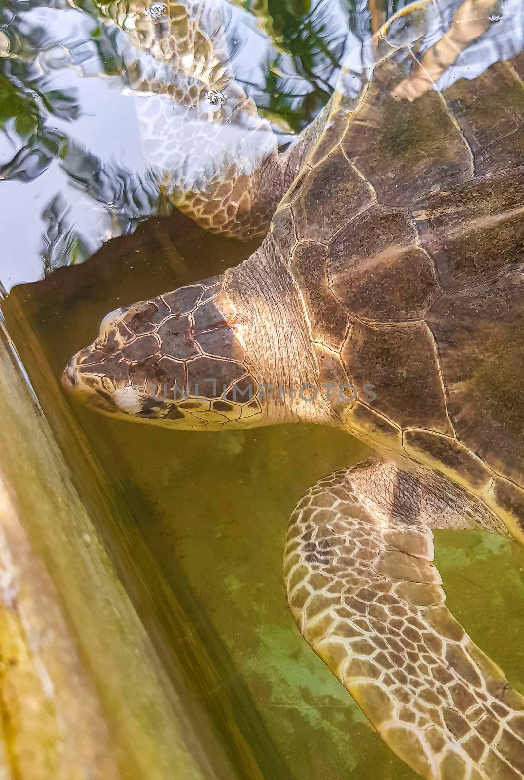 Green sea turtle hawksbill sea turtle loggerhead sea turtle swims in pool in Turtle breeding station conservation Center in Bentota Sri Lanka.