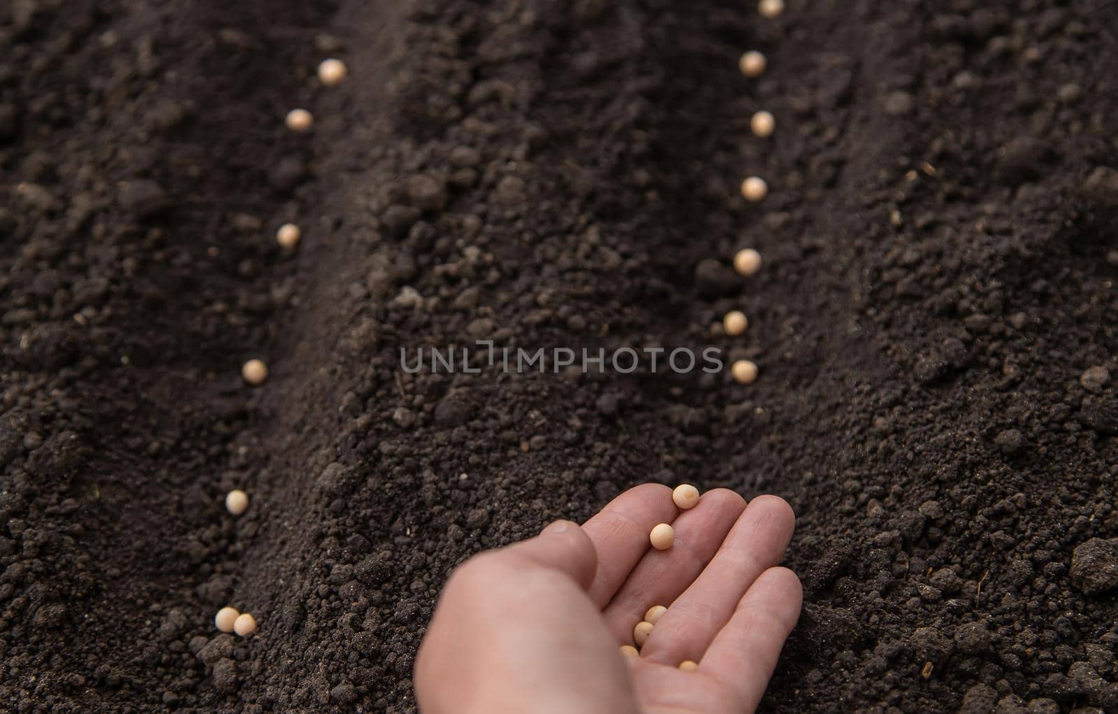 Sow the seeds in the garden into the soil. Selective focus. People.