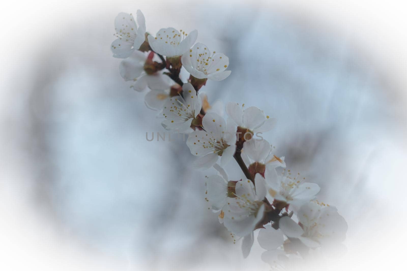 Blooming spring garden. Flowering branch against the sky. Flower close-up.