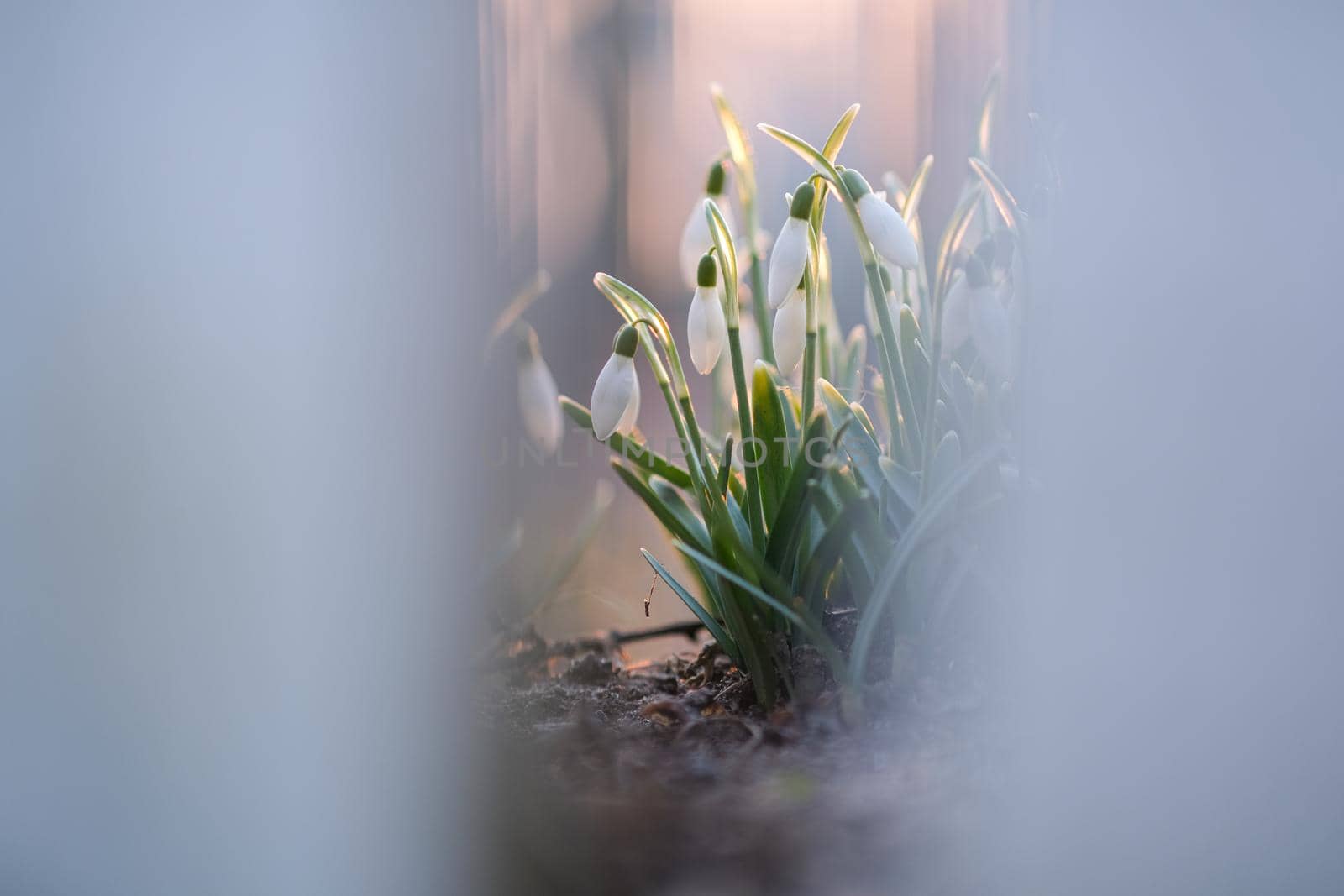 Flowers of a snowdrop or common snowdrop. Snowdrops bloom in the garden in spring.