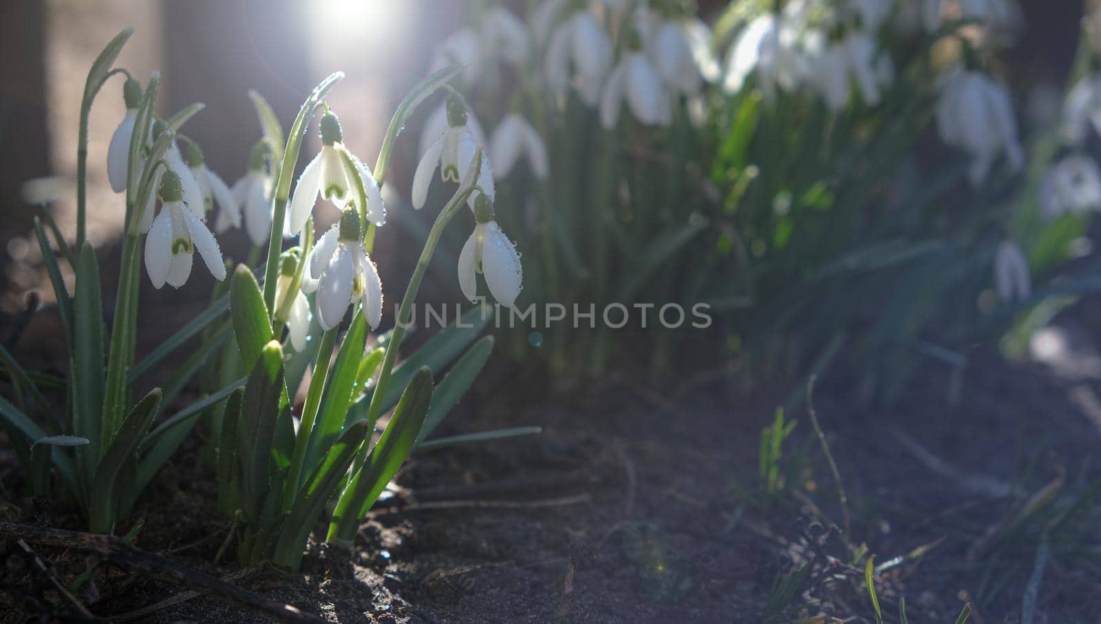 Flowers of a snowdrop or common snowdrop. Snowdrops bloom in the garden in spring.