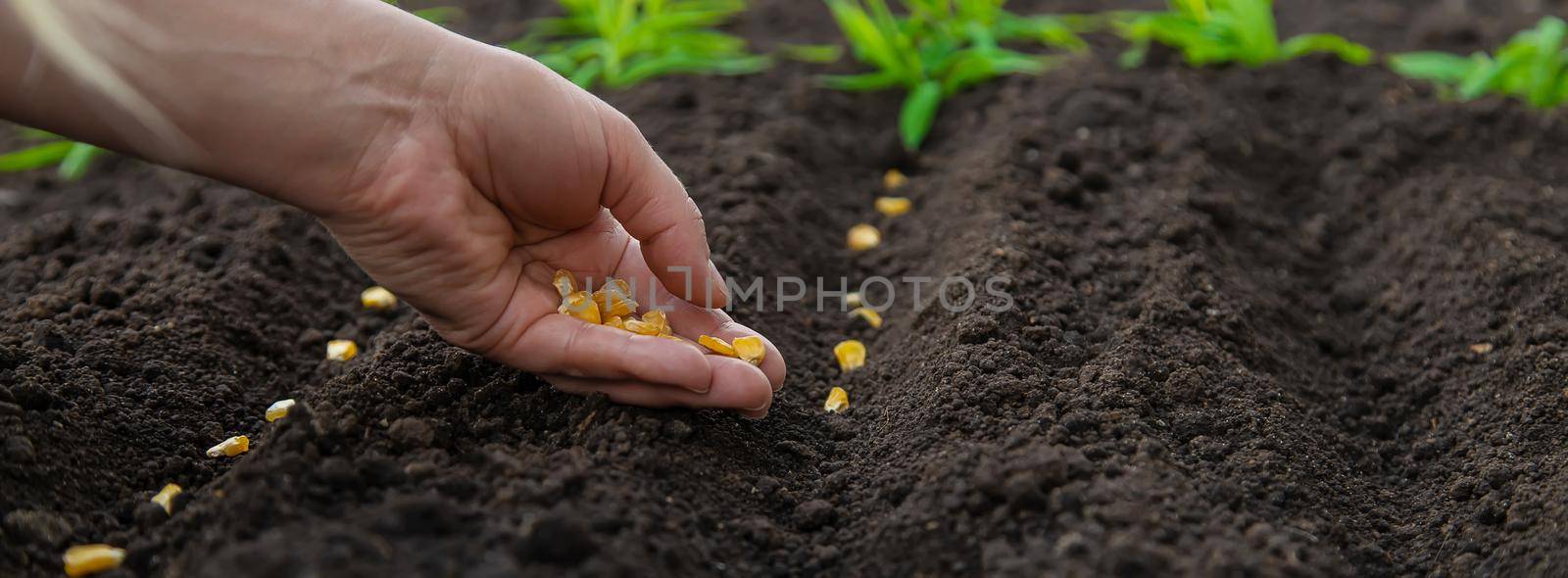 Sow the seeds in the garden into the soil. Selective focus. People.