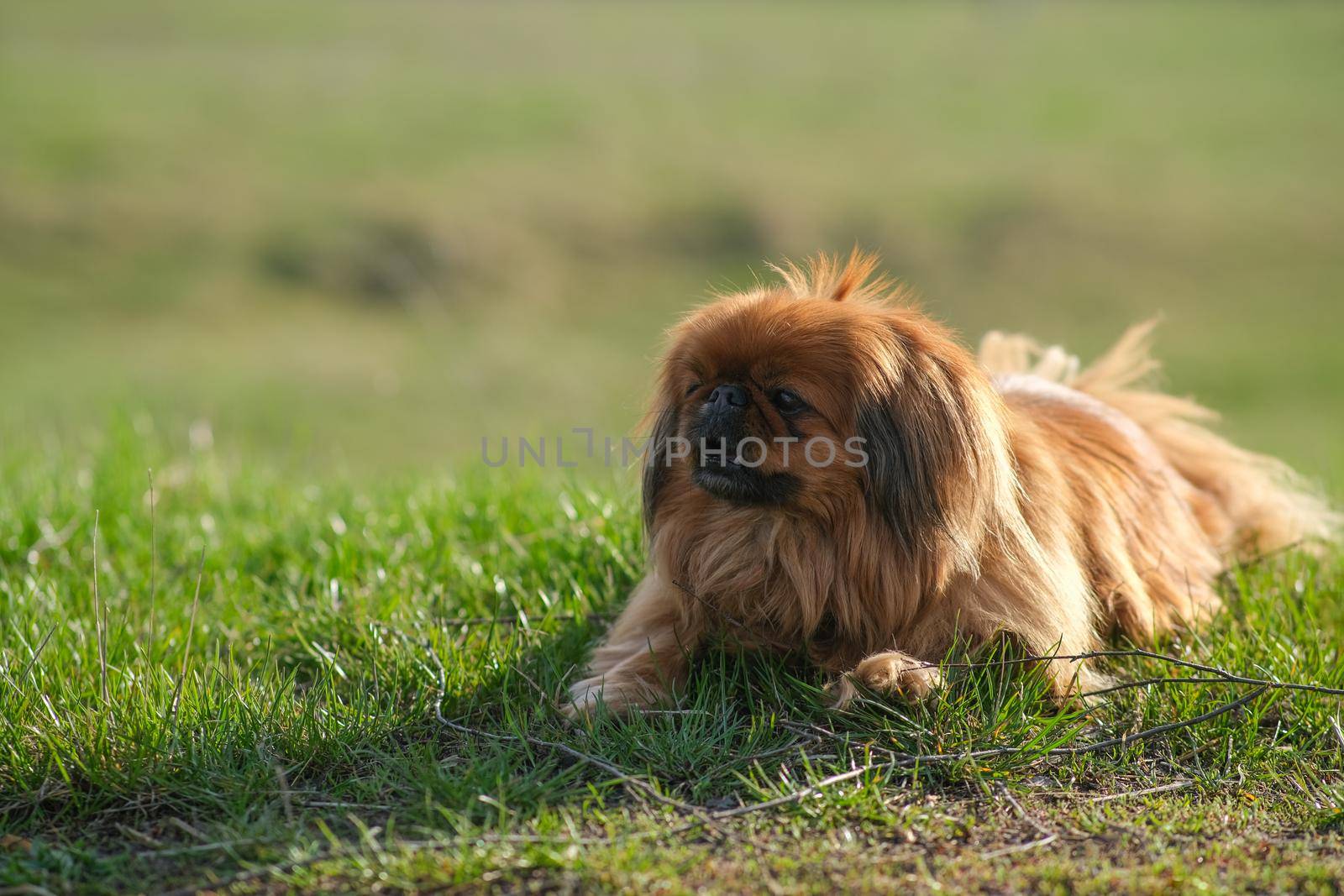 Pekingese dog lies on the green grass. Shaggy elderly Pekingese red color. Cute fluffy dog.