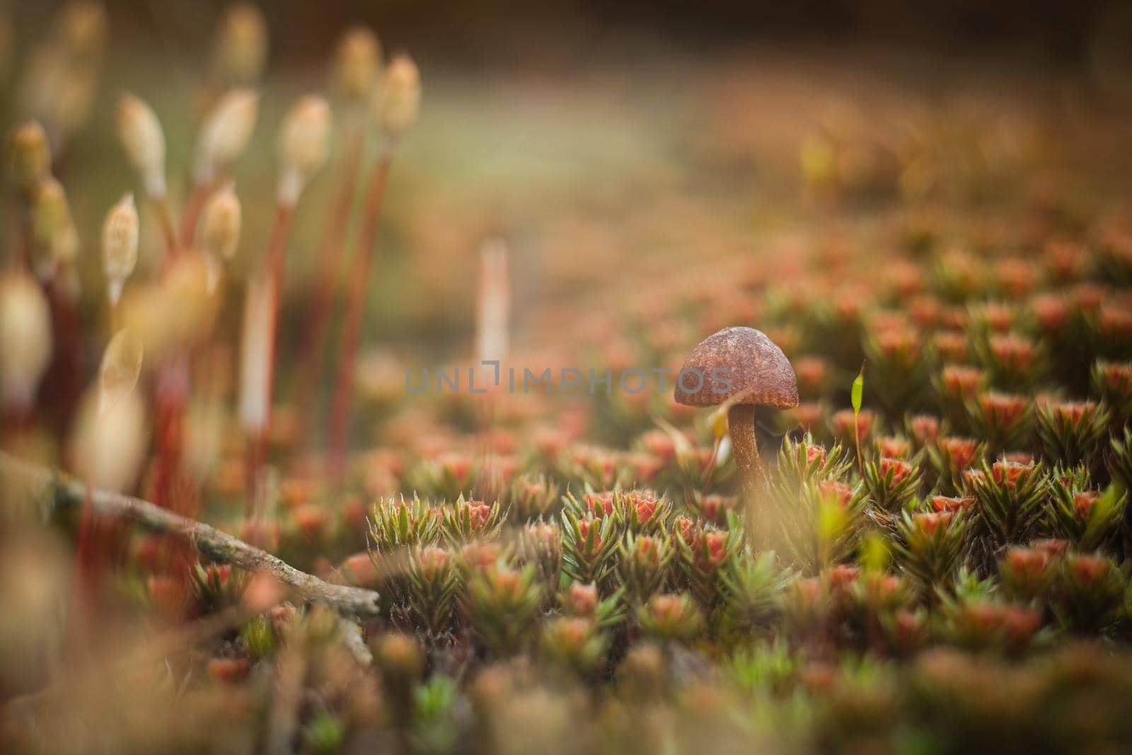 The mushroom grows among the moss. Macro world of moss and mushrooms.