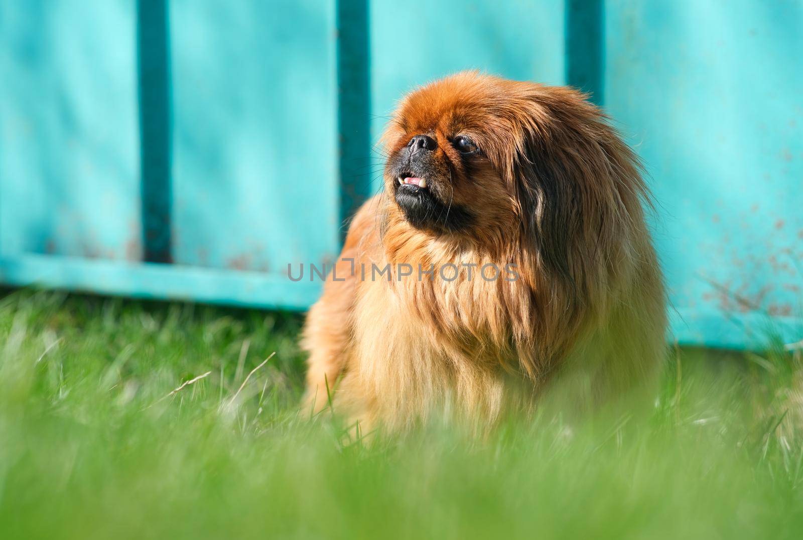 Dog breed Pekingese on a green grass. Shaggy elderly Pekingese red color. Cute fluffy dog.