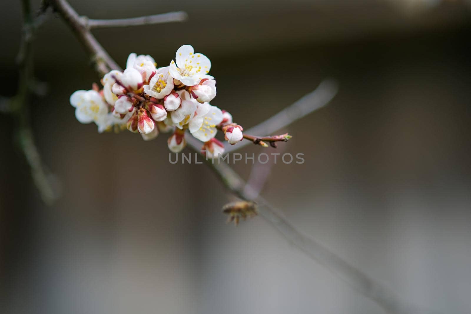 Blooming spring garden. Flowering branch. by N_Design