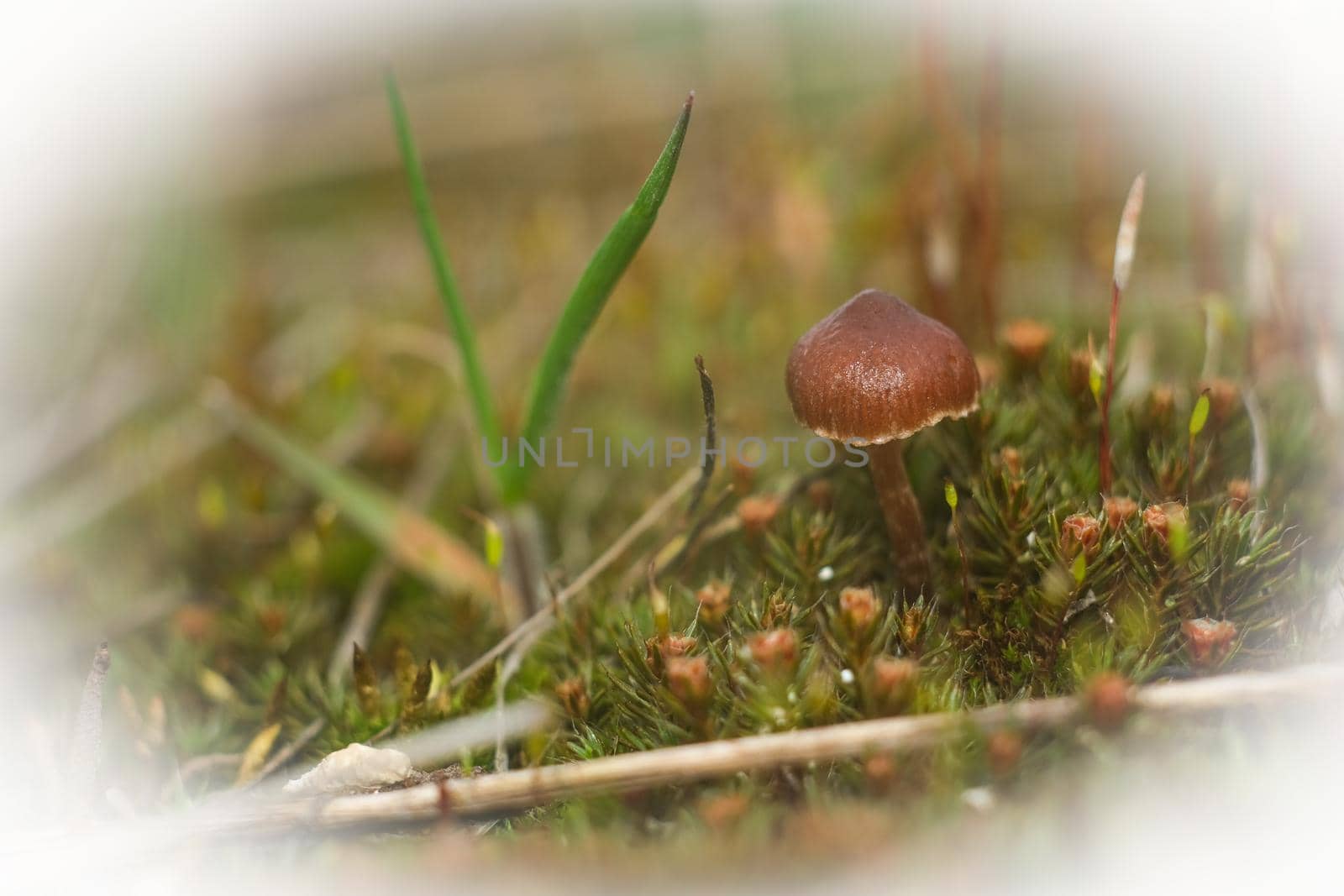 Macro world of moss and mushrooms. by N_Design