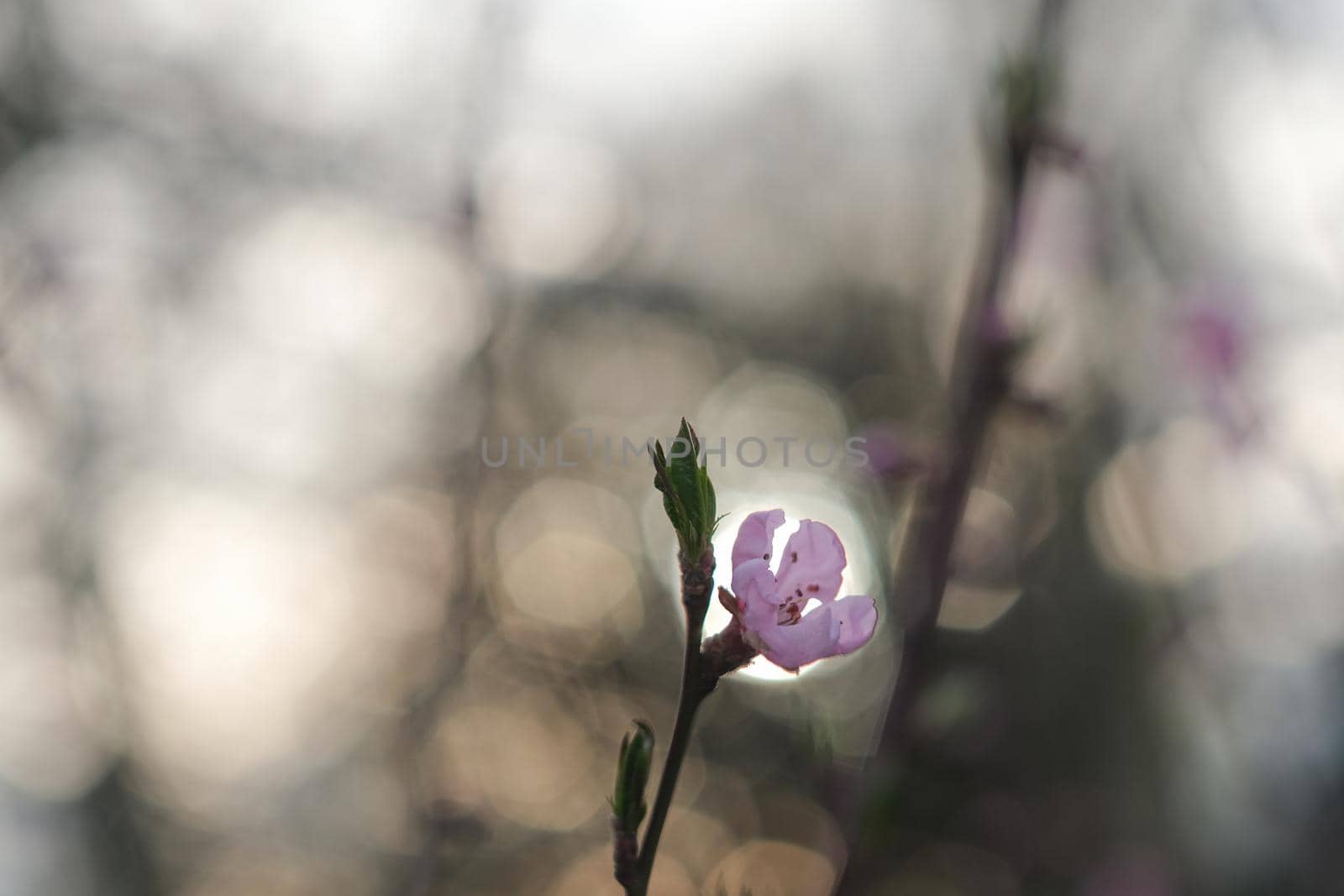 Blooming spring garden. Flowering branch. by N_Design