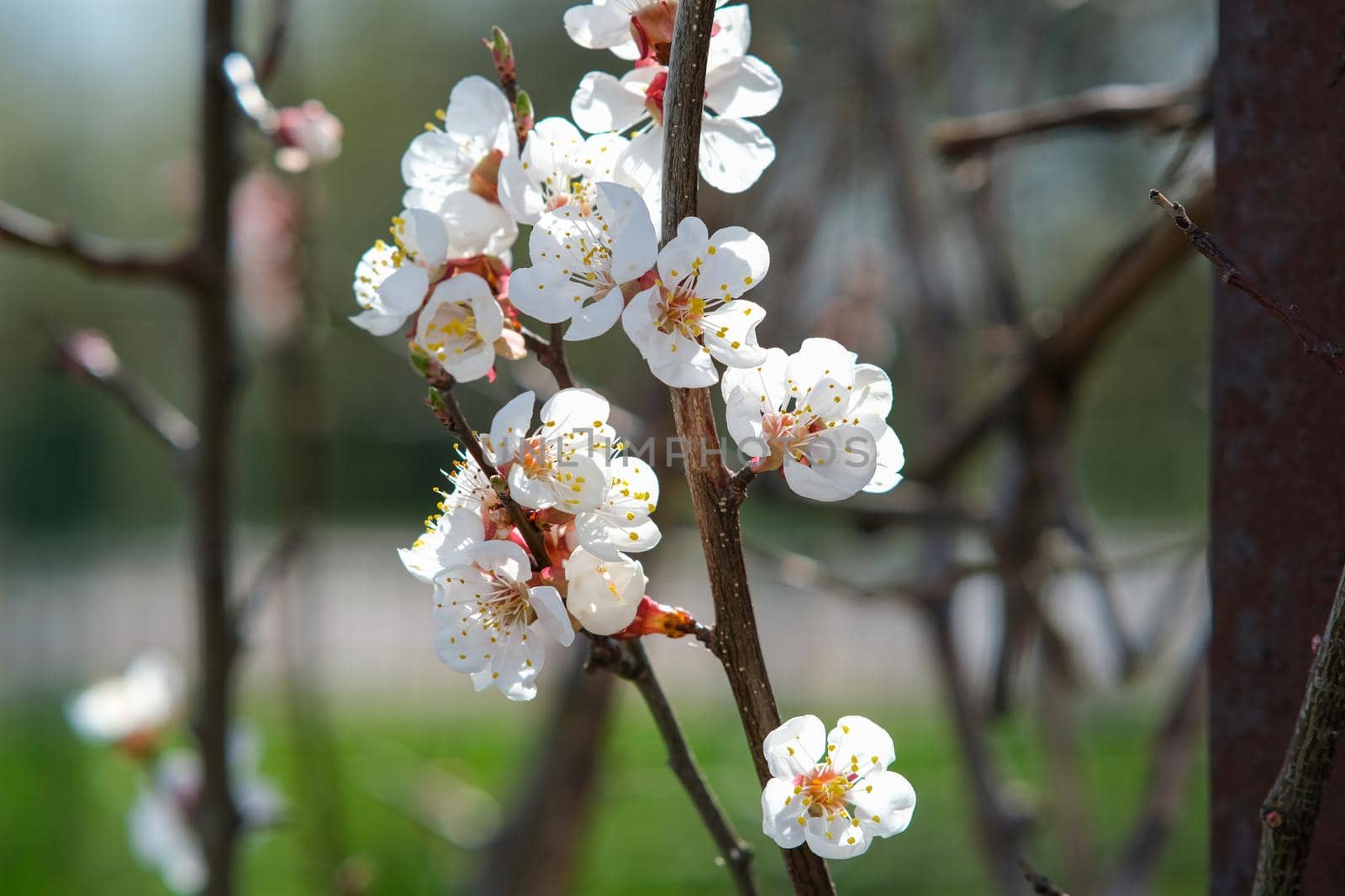 Blooming spring garden. Flowering branch. by N_Design