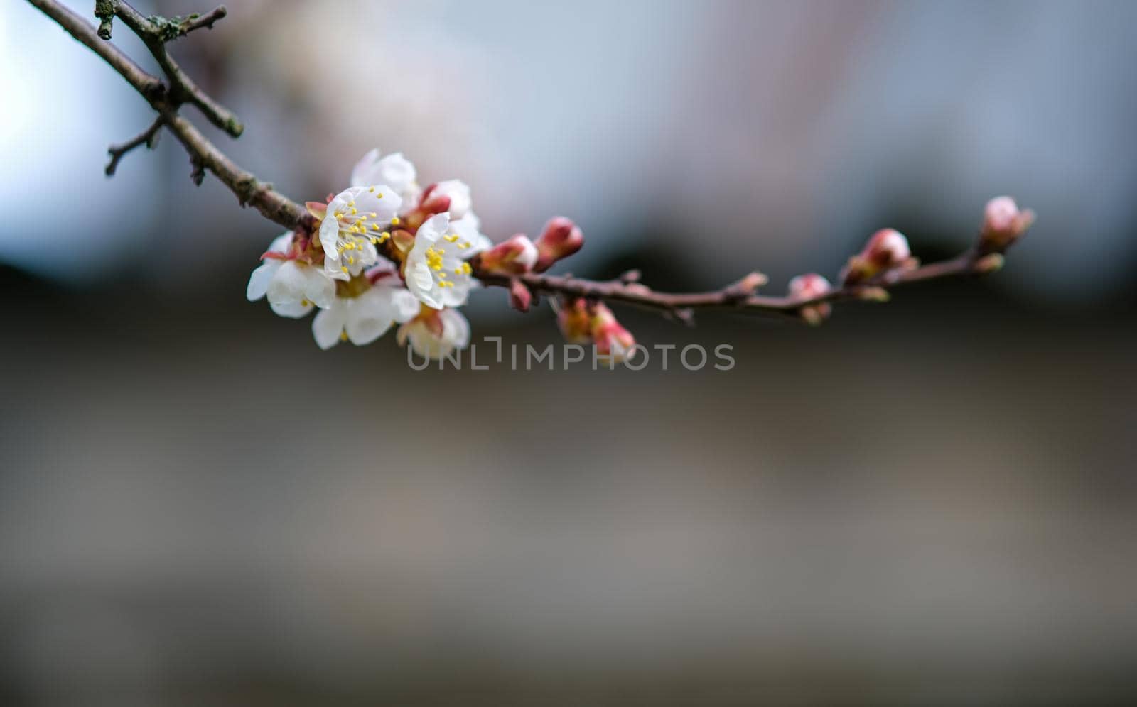 Blooming spring garden. Flowering branch. by N_Design