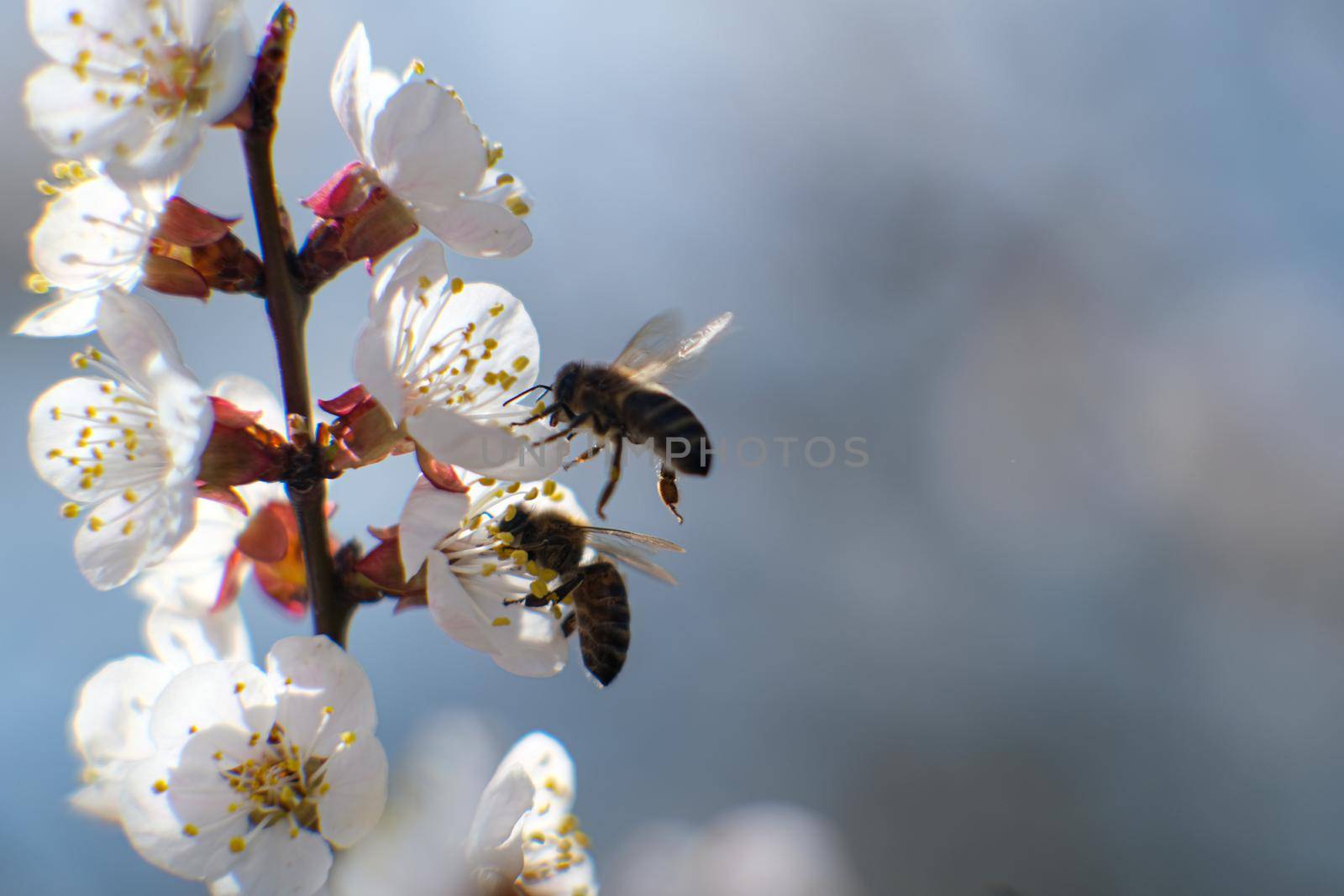 Blooming spring garden. Flowering branch against the sky. Flower close-up. Bee in the garden.