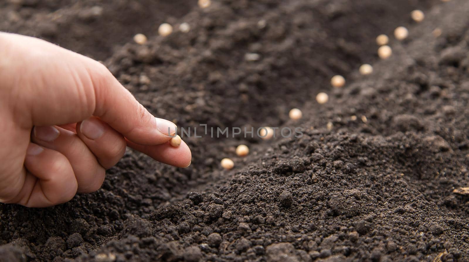 Sow the seeds in the garden into the soil. Selective focus. People.