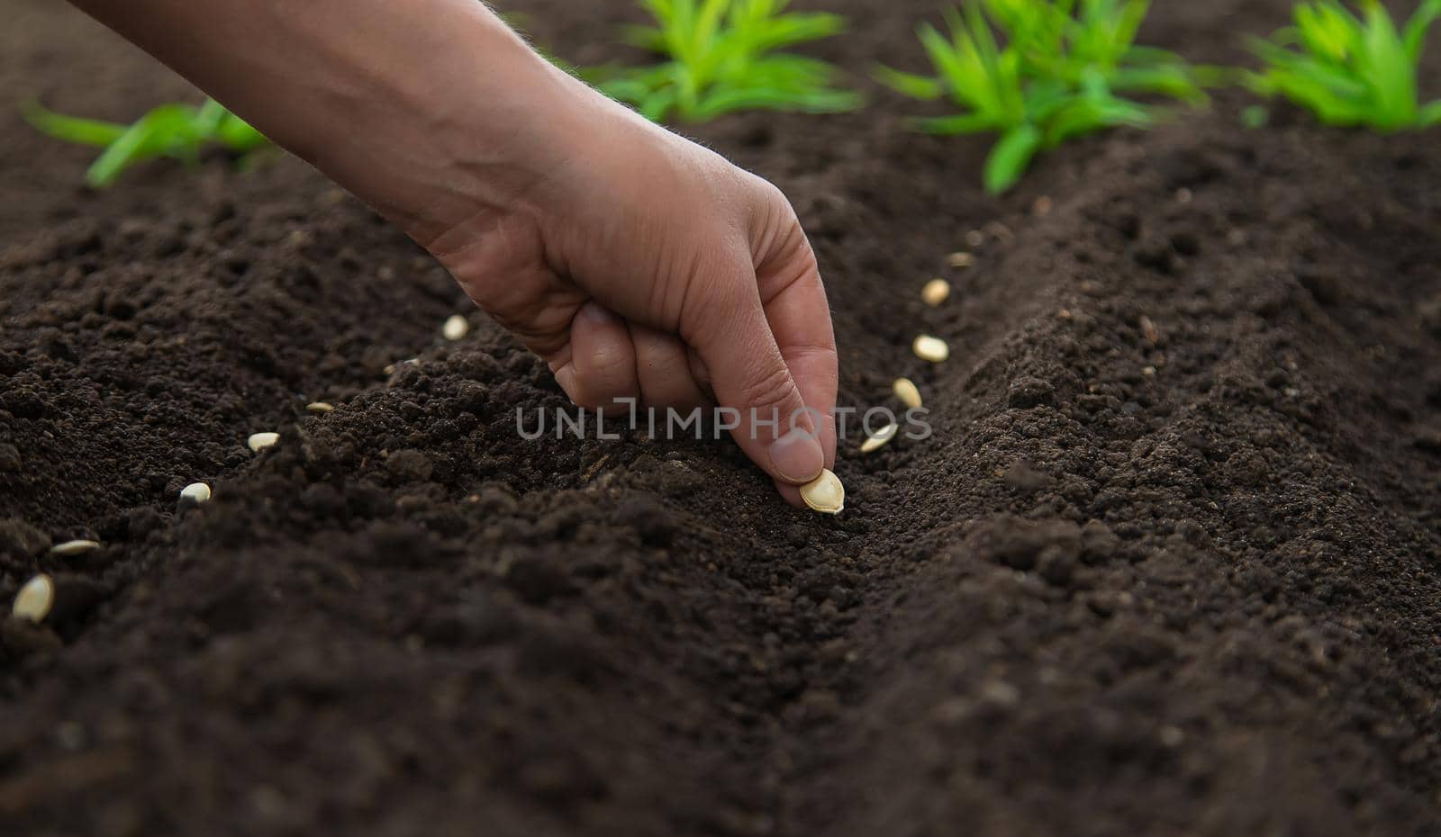 Sow the seeds in the garden into the soil. Selective focus. People.