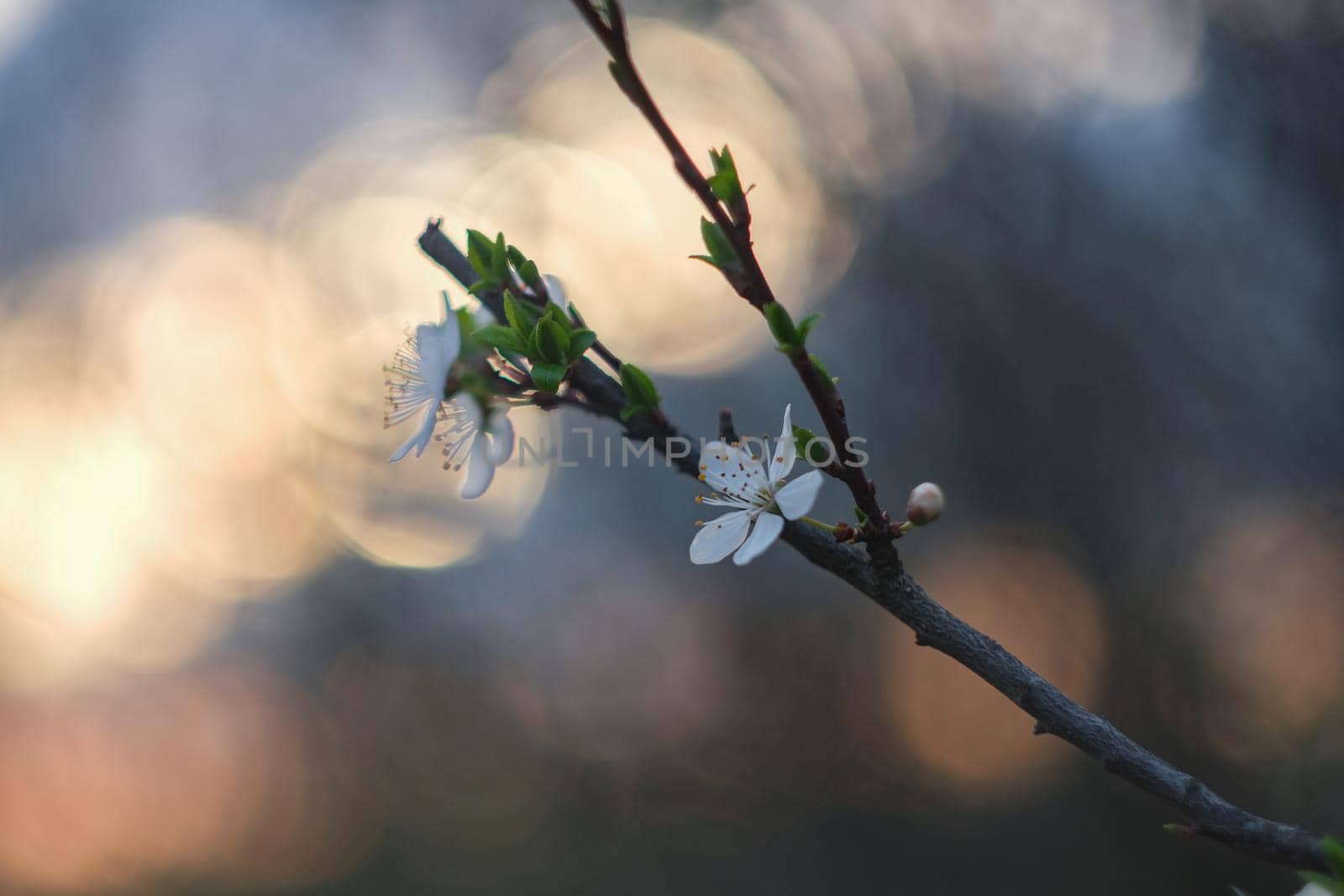 Blooming spring garden. Flowering branch against the sky. Flower close-up.